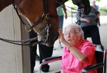 horse visit